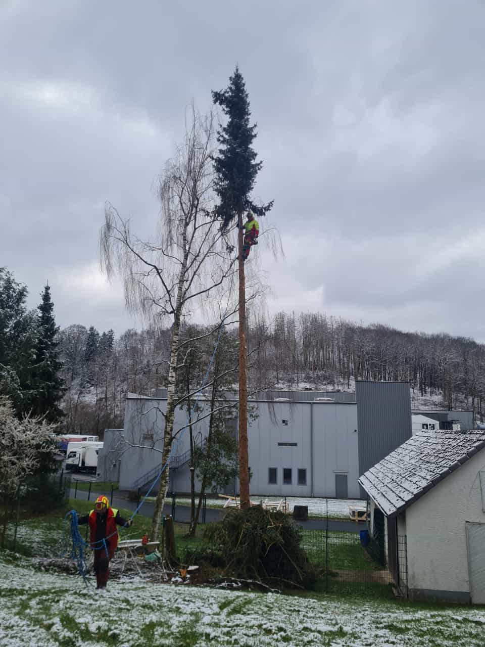 Baum freischneiden 2