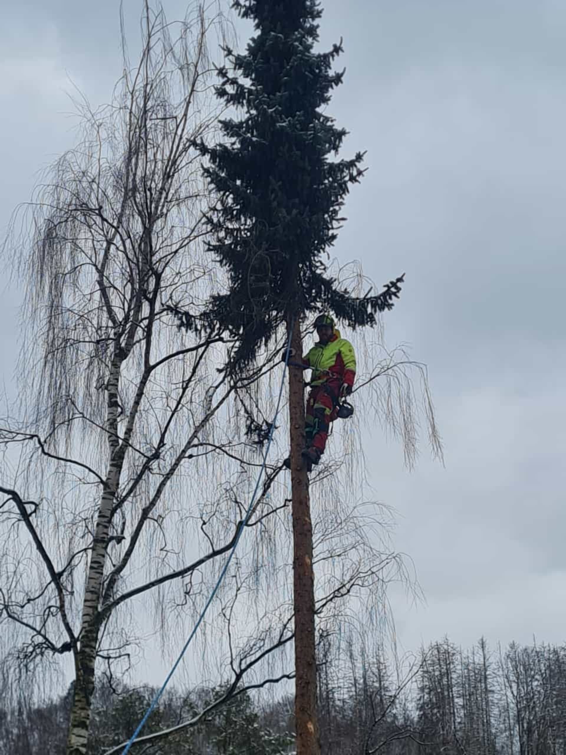 Baum freischneiden 1